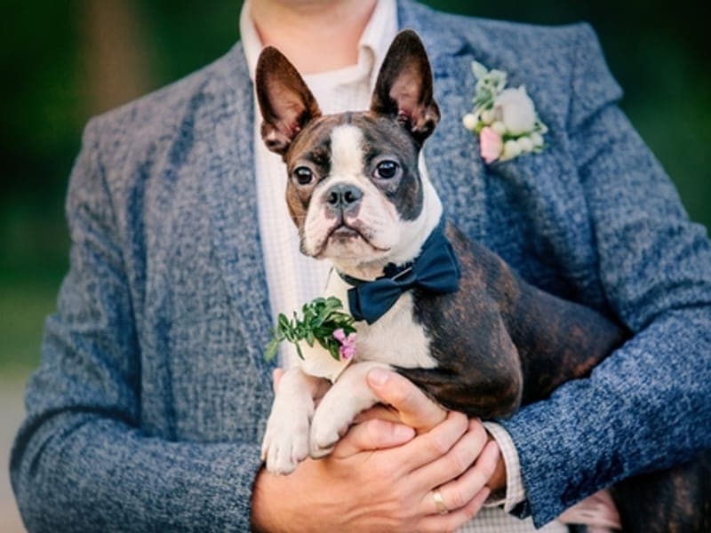 Weddings & Wags